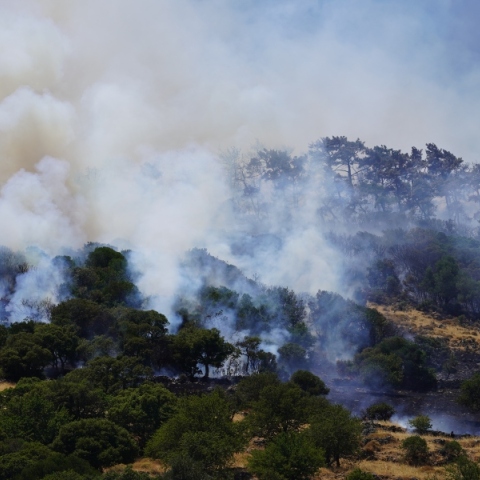 Φωτιά τώρα στον Ωρωπό 