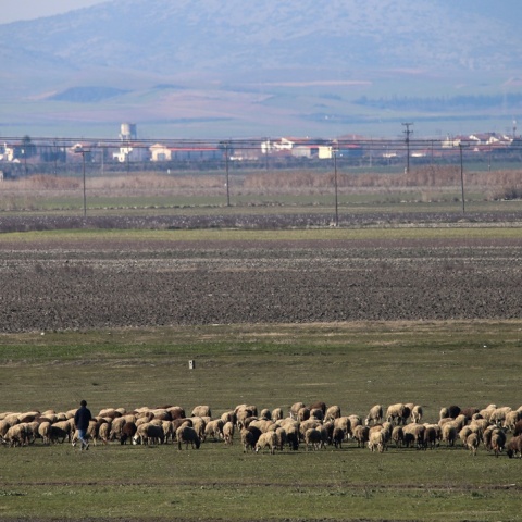 Αιγοπρόβατα στον θεσσαλικό κάμπο
