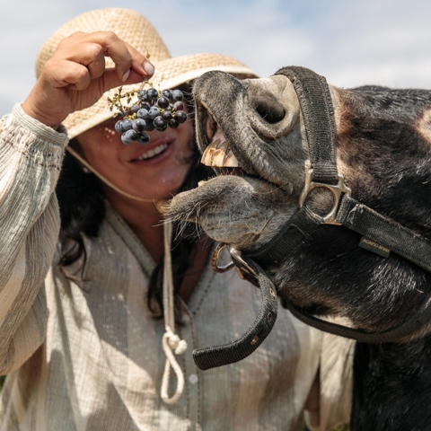 terra_grazia-_to-paradosiako-oinopoieio-tisnaxou