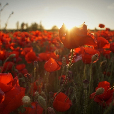 Εορτολόγιο: Σήμερα 28 Ιουλίου 2024 γιορτάζει…