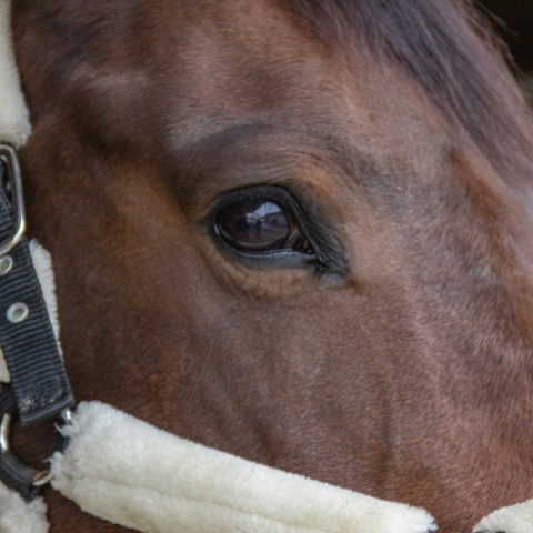 Άλογα κοντά στη λίμνη Κερκίνη ζουν σε άθλιες συνθήκες