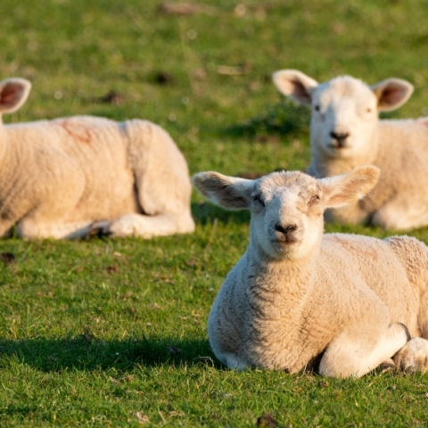 Πανώλη στα πρόβατα: Θανάτωση όλων των ζώων μετά από κρούσμα