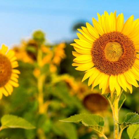 Εορτολόγιο: Σήμερα 29 Ιουλίου 2024 γιορτάζει…