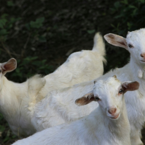 Πανώλη στα πρόβατα:  230.000 ζώα έχουν ελεγχθεί, έχουν θανατωθεί 7.000