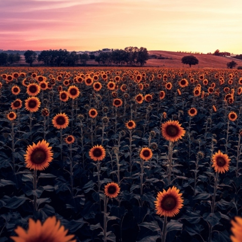 Εορτολόγιο: Σήμερα 31 Ioυλίου 2024 γιορτάζει…