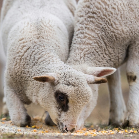 Πανώλη στα πρόβατα: 22 κρούσματα σε όλη τη χώρα