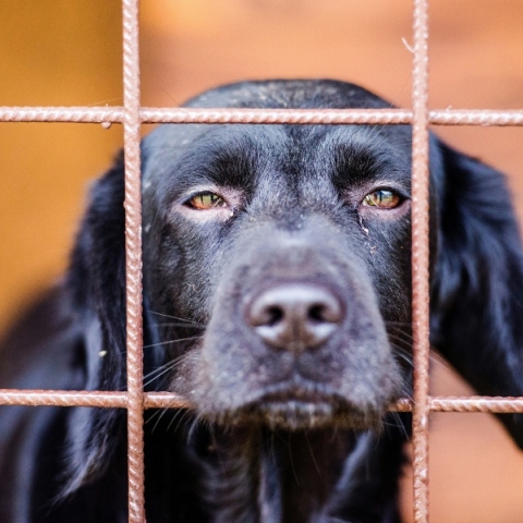 Η Τουρκία νομιμοποίησε τη θανάτωση των αδέσποτων σκύλων 
