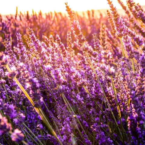 Εορτολόγιο: Σήμερα 1η Ιουλίου 2024 γιορτάζει...