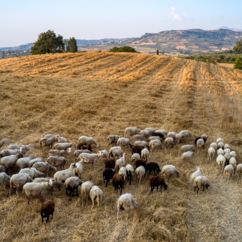 Αιγοπρόβατα σε πλαγιά