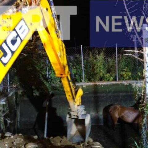 Ροδόπη: Διάσωση άγριου αλόγου από δεξαμενή άρδευσης 