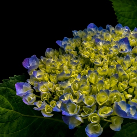 Εορτολόγιο: Σήμερα 15 Νοεμβρίου 2024 γιορτάζει…