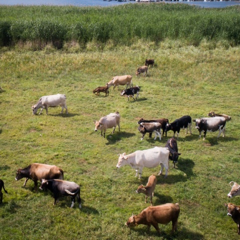 Ζώα σε βοσκοτόπι
