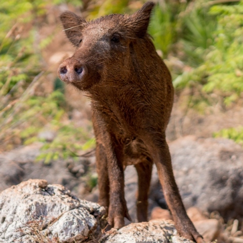 Ιωάννινα: Πυροβόλησε αγριογούρουνο και το παράτησε σε κάδο σκουπιδιών