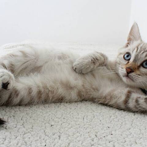 Μήπως η γάτα σου έχει κορωνοϊό;