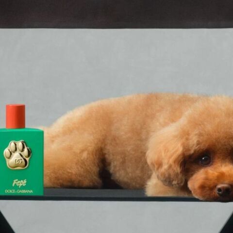 Άρωμα για σκύλους κυκλοφόρησε από την Dolce & Gabbana - Κοστίζει 99 ευρώ - Η πολυτελής ιταλική μάρκα κάνει τα πρώτα της βήματα στην αγορά κατοικίδιων ζώων. 