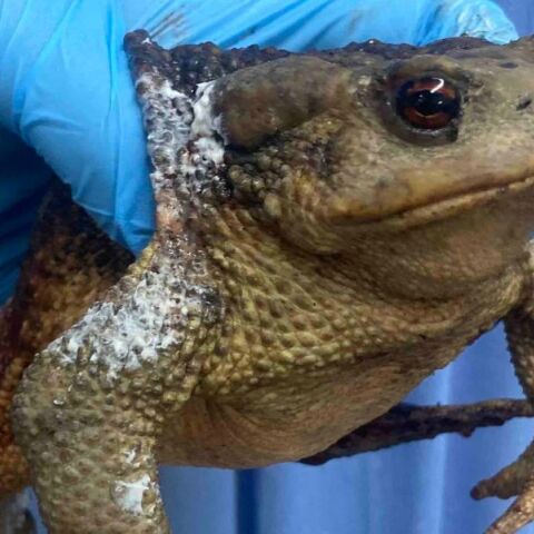 Εύβοια: Βάτραχος διασώθηκε από τη φωτιά - Εντοπίστηκε από την ομάδα των διασωστών με εγκαύματα - Στον σύλλογο ANIMA η φροντίδα του.