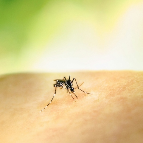 ΕΟΔΥ: Προφυλαχθείτε από τα κουνούπια