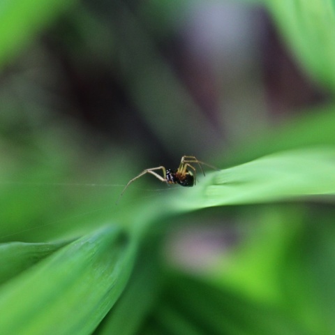 Αράχνη στον ιστό της