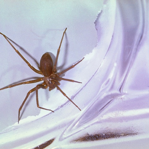 Καφέ αράχνη ερημίτης