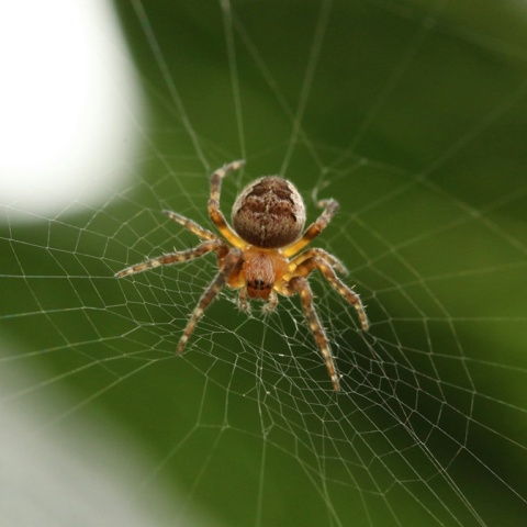  Αράχνη στον ιστό της