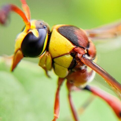 Οι σφήκες εξαφανίζονται και αυτό είναι ανησυχητικό
