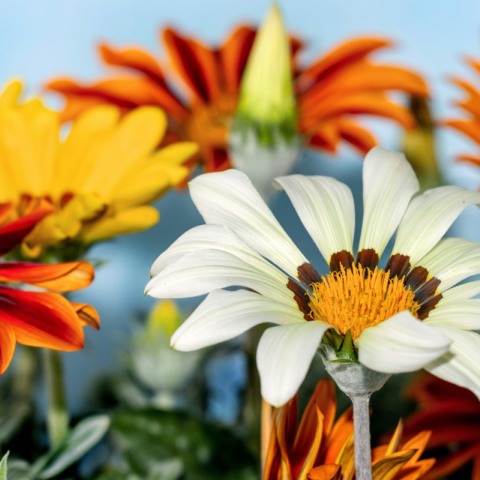6 λουλούδια για να φυτέψετε τον Αύγουστο