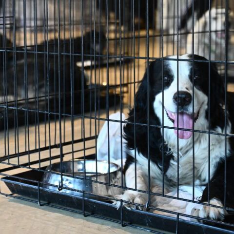 Φωτιά στην Αττική: Στο Κλειστό Ολυμπιακό Γυμναστήριο του Δήμου Γαλατσίου φιλοξενούνται 156 πυρόπληκτα ζώα - Ισχυρή συμμετοχή από την τοπική κοινωνία.