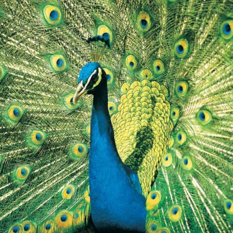 Ινδία: Συνελήφθη ένας youtuber ο οποίος μαγείρεψε κάρι με παγόνι - Αποτελεί είδος υπό προστασία στη χώρα - Οργή στα social media.