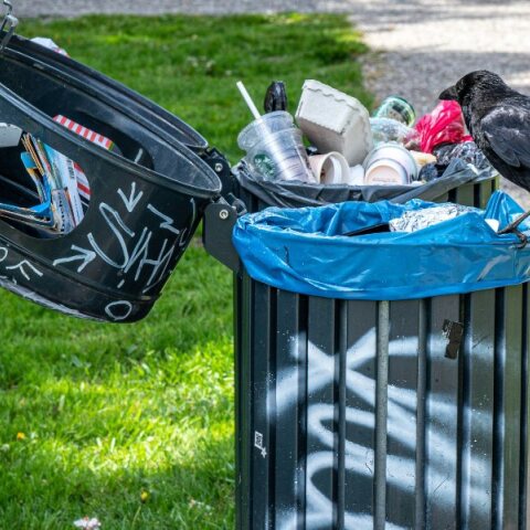Κινδυνεύει ο άνθρωπος από τα πουλιά της πόλης; 