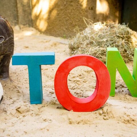 Ο νεότερος πυγμαίος ιπποπόταμος του Βερολίνου έκανε το ντεμπούτο του στον ζωολογικό κήπο της γερμανικής πρωτεύουσας - Με όνομα εμπνευσμένο από ποδοσφαιριστή.