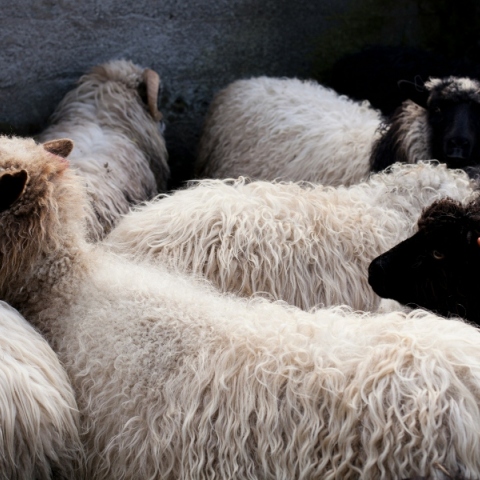 Πανώλη των αιγοπροβάτων: Αίρονται σταδιακά από Δευτέρα οι περιορισμοί 