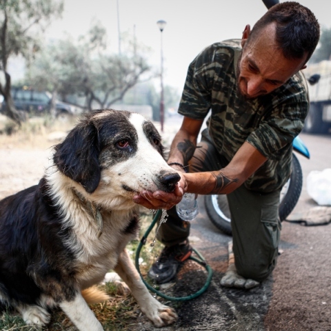 Πώς μπορούμε να βοηθήσουμε ζώα μετά το πέρασμα της φωτιάς