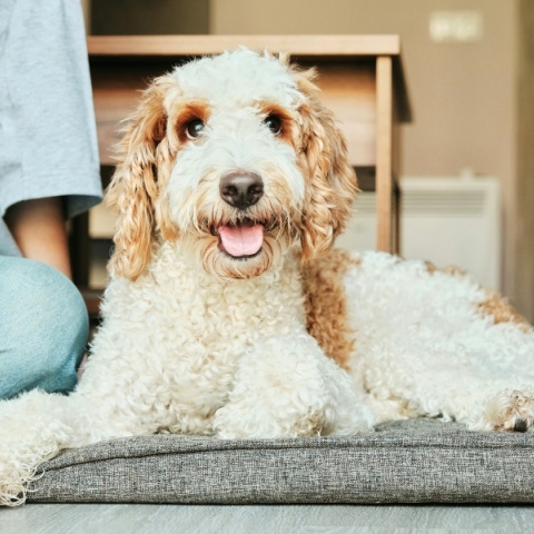 σκύλος κατοικίδιο 