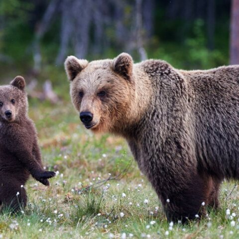 Το σχέδιο μαζικής εξόντωσης αρκούδων στη Σουηδία 