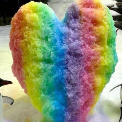 Αυστραλία: Πέθανε ο διάσημος γκέι πιγκουίνος Sphen - O σύντροφός του τον αποχαιρέτησε τραγουδώντας