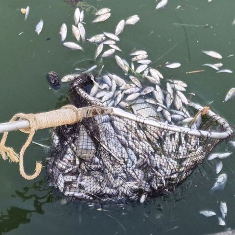 Νεκρά ψάρια στο λιμάνι του Βόλου