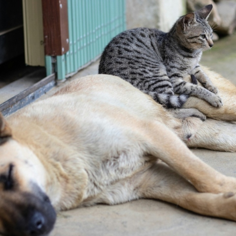 Παράγοντες που επηρεάζουν τη διάρκεια ζωής σε σκύλους και γάτες