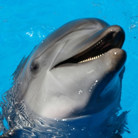 Μοναχικό δελφίνι πίσω από επιθέσεις σε ανθρώπους 