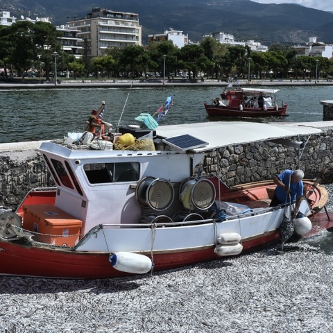 Νεκρά ψάρια στον Βόλο