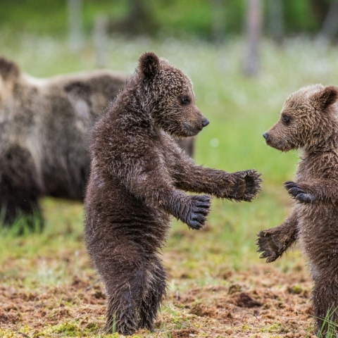 Φλώρινα: Νεκρά δύο αρκουδάκια σε τροχαίο 