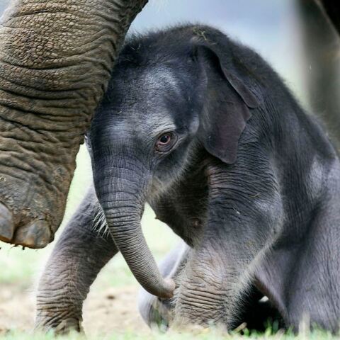 Καλιφόρνια: Viral το δεύτερο ελεφαντάκι του ζωολογικού κήπου