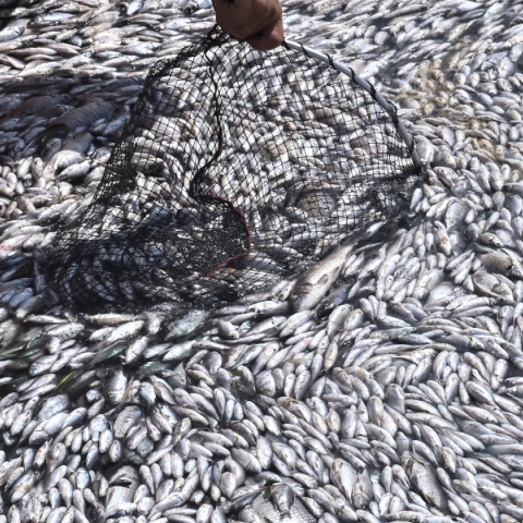 Νεκρά ψάρια στον Βόλο: Θέμα στα διεθνή ΜΜΕ οι εικόνες και τα αίτια