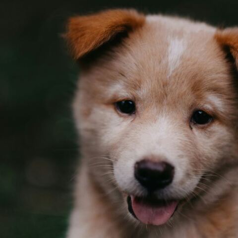 Κεφαλονιά: Πυροβόλησε και σκότωσε κουτάβι στην αυλή του γείτονα - Του επιβλήθηκε πρόστιμο €50.000 