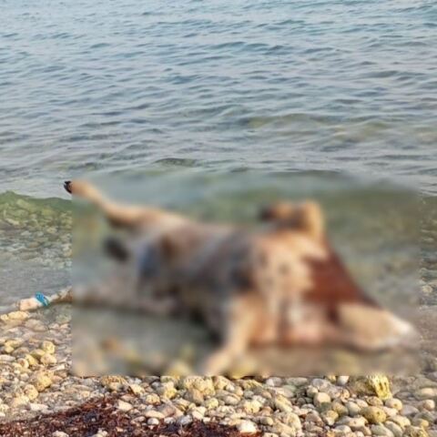 Λευκάδα: Νεκρές αγελάδες ξέβρασε η θάλασσα σε παραλίες - Τι αναφέρουν οι πρώτες πληροφορίες