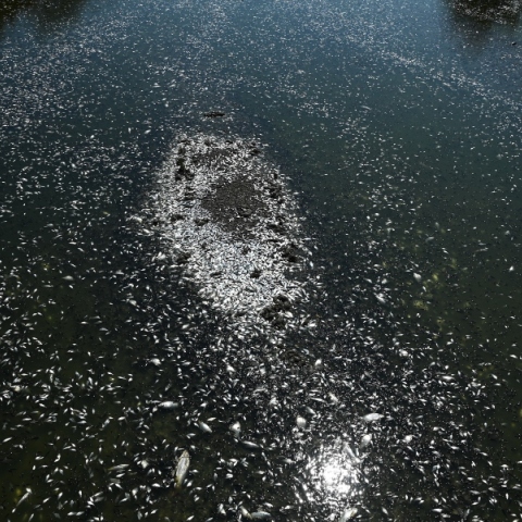 Νεκρά ψάρια στον Βόλο: Η περιβαλλοντική καταστροφή και οι κίνδυνοι