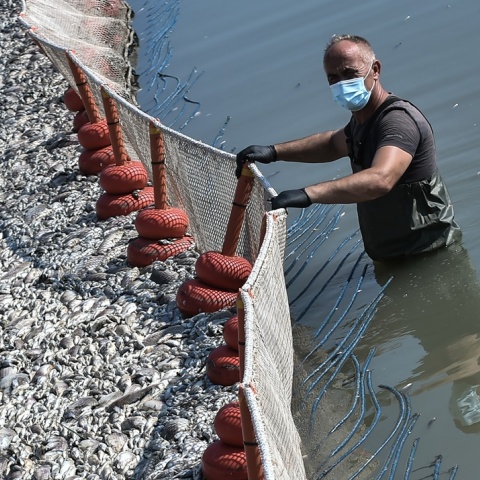 Νεκρά ψάρια στον Βόλο