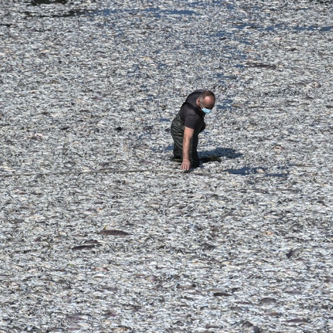Νεκρά ψάρια στον Παγασητικό