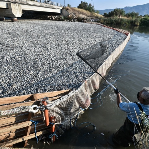 Νεκρά ψάρια στον Βόλο