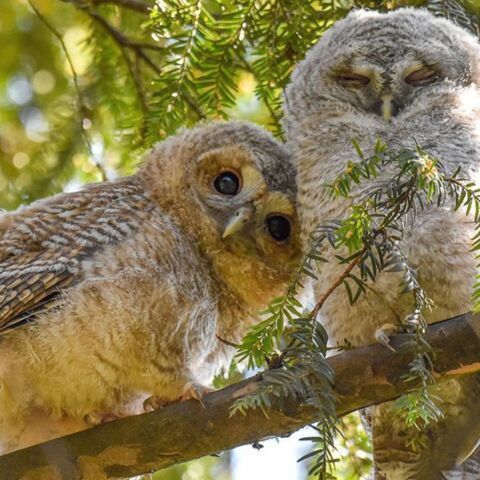 Wildlife Photographer of the Year: Τα καλύτερα κλικ του 2024 