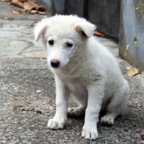 Τουρκία: Τα αδέσποτα ζώα βρίσκουν σπίτι στην Ευρώπη